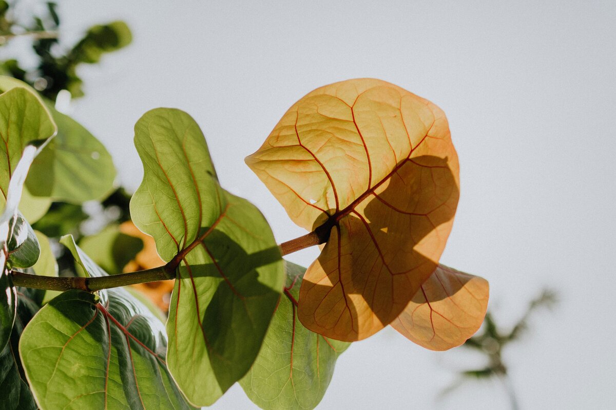 Sunlight filtering through lush tree canopy