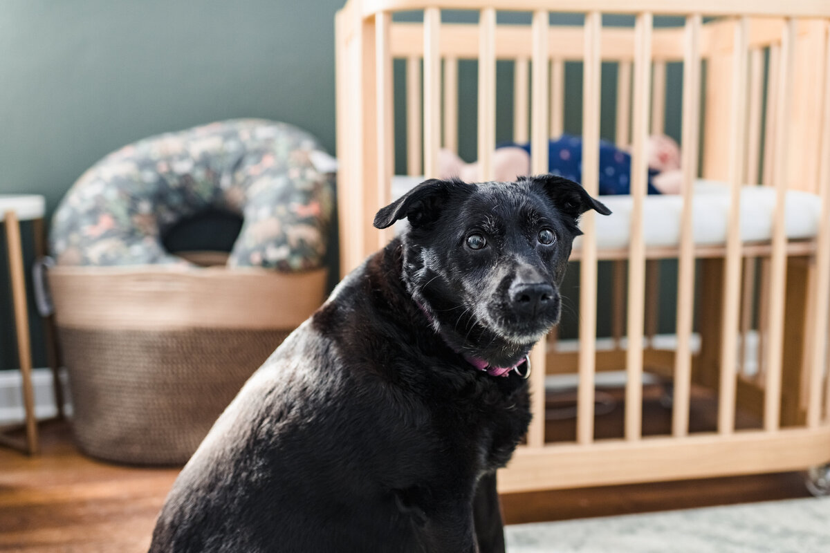 dog in nursery during infant family photos