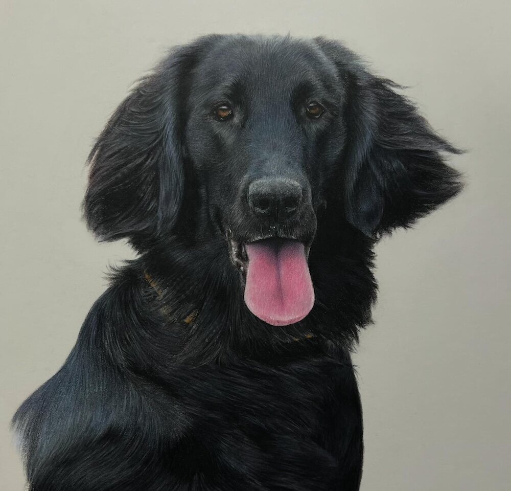 Flat-Coat-Retriever---Coloured-Pencil-Pet-Portrait---Bonny-Snowdon-Fine-Art
