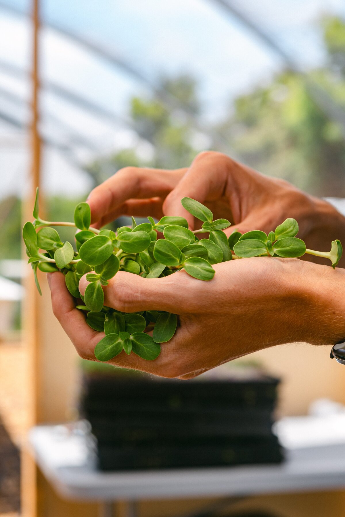 Channel-Islands-Micro-Greens-Local-Farmers-Markets-0041