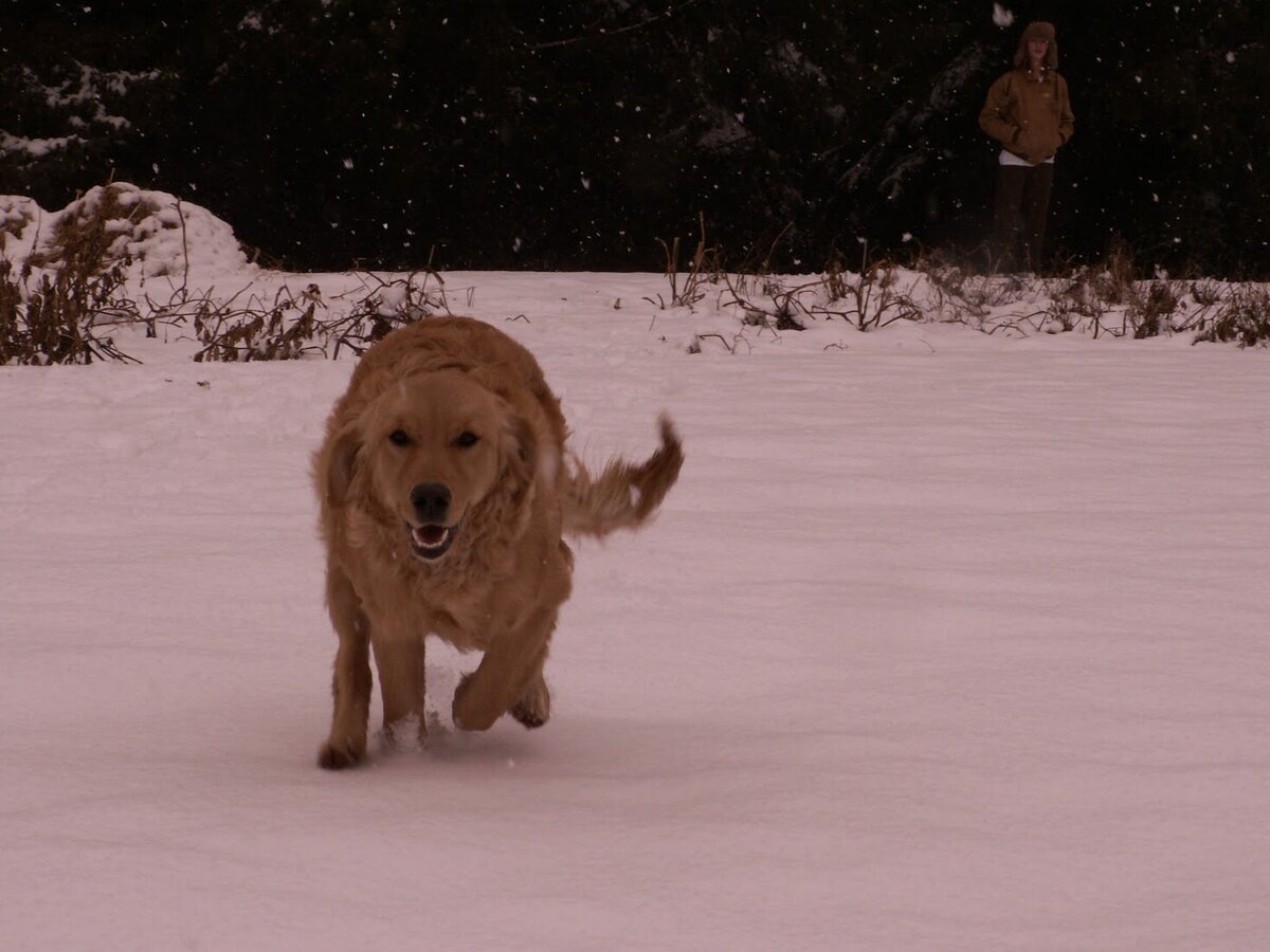 Appelgate-golden-retriever-puppies-Mae-9