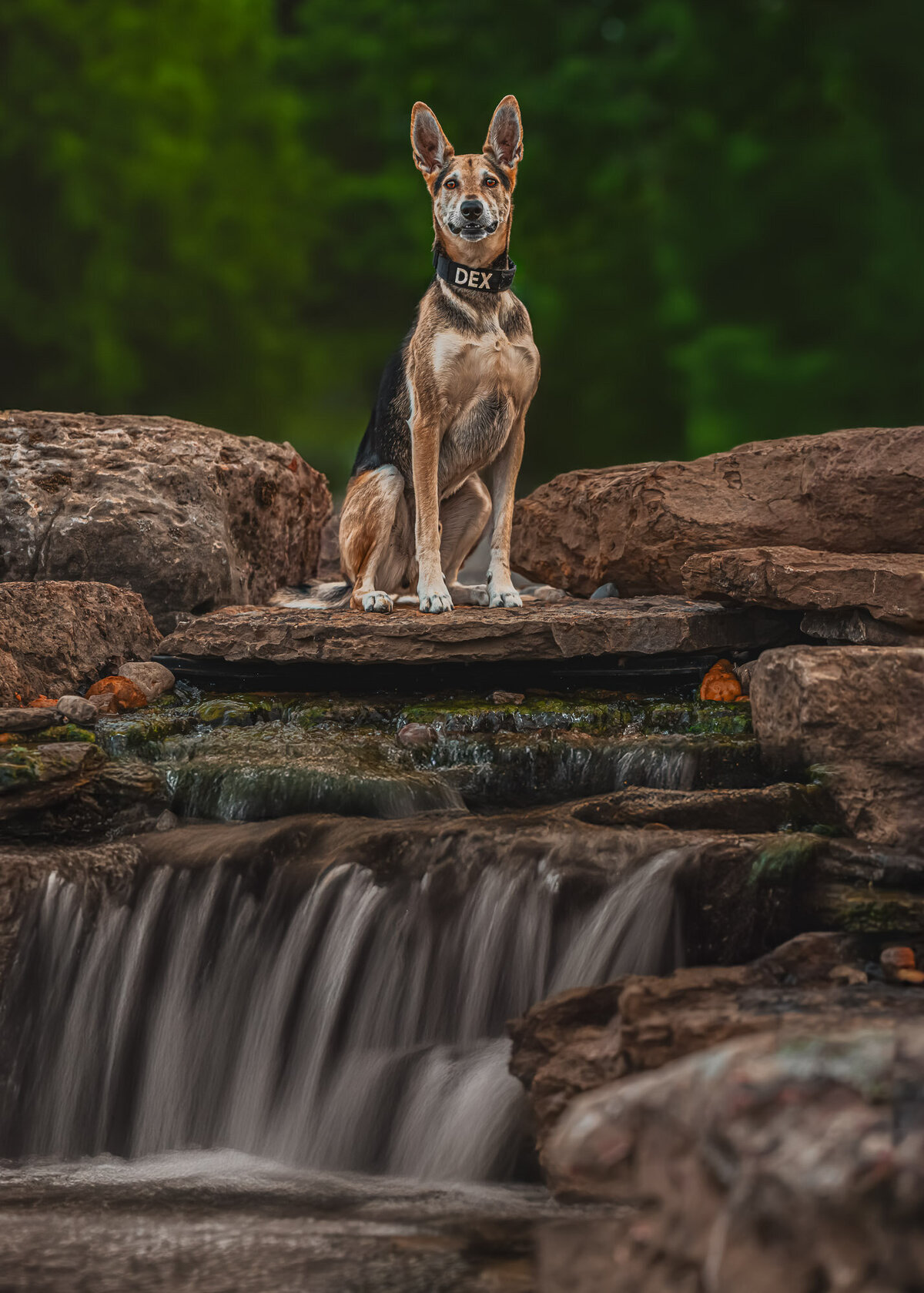 german shepherd dog with large ears standing on top of a rock waterfall