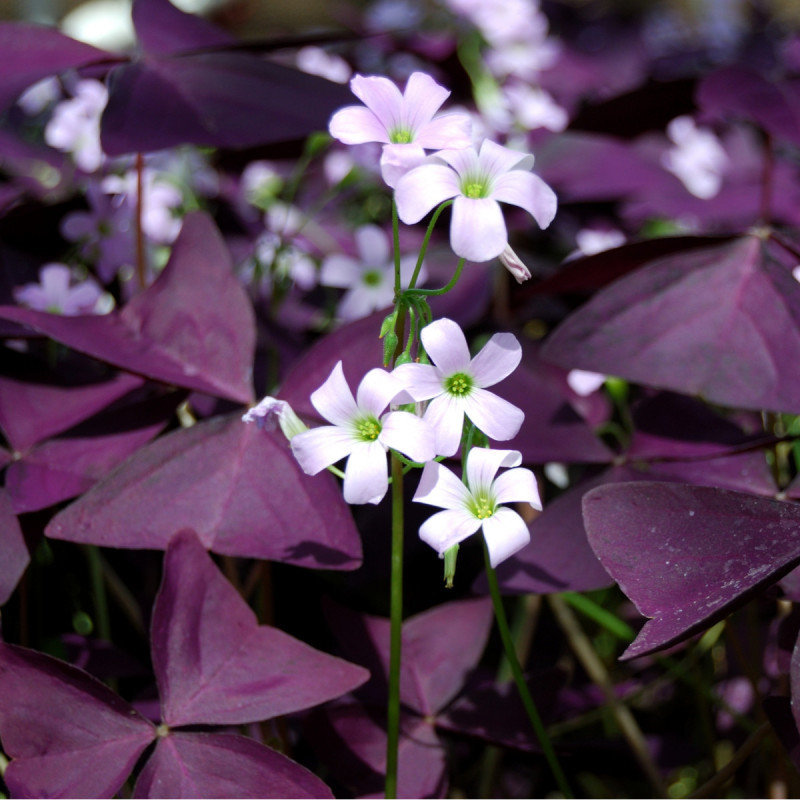 stavel-trojhranny-oxalis-triangularis-cibulky-3-ks