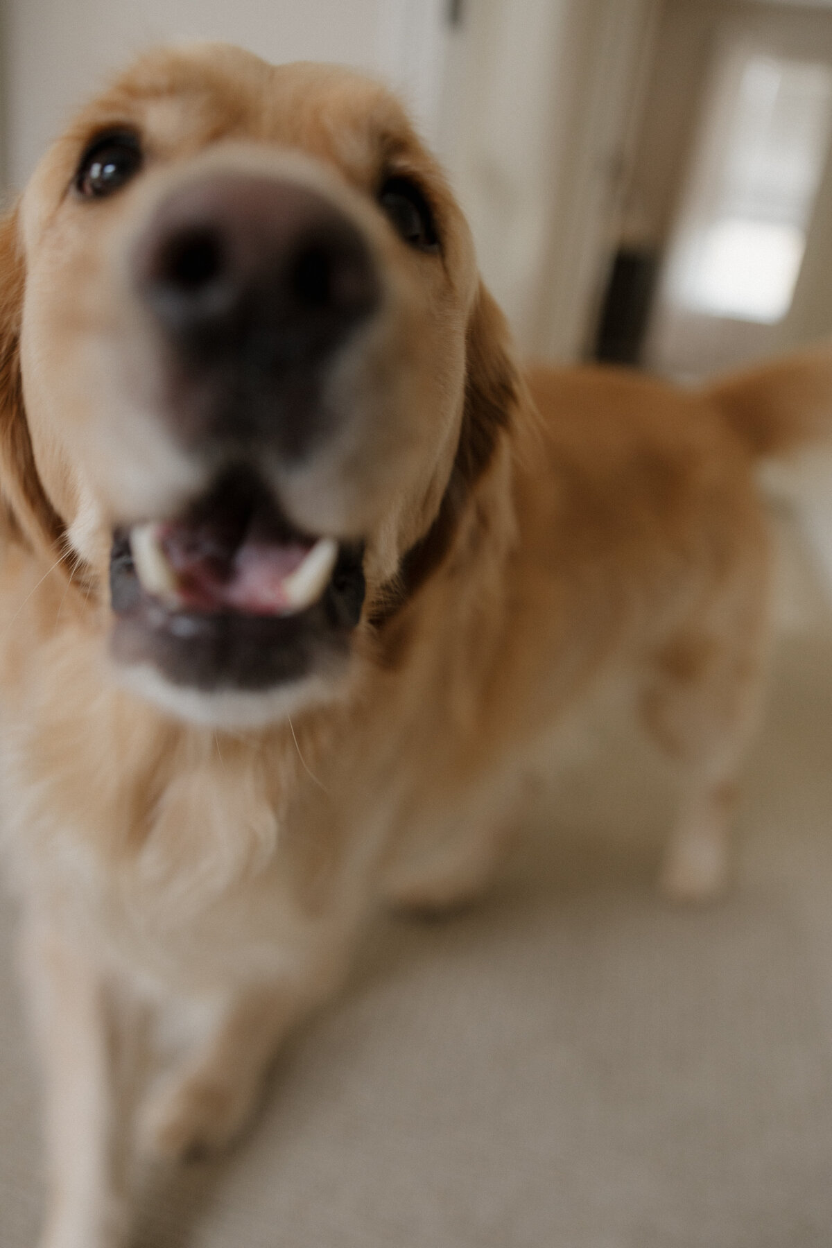 Indianapolis lifestyle family photography with pet dog