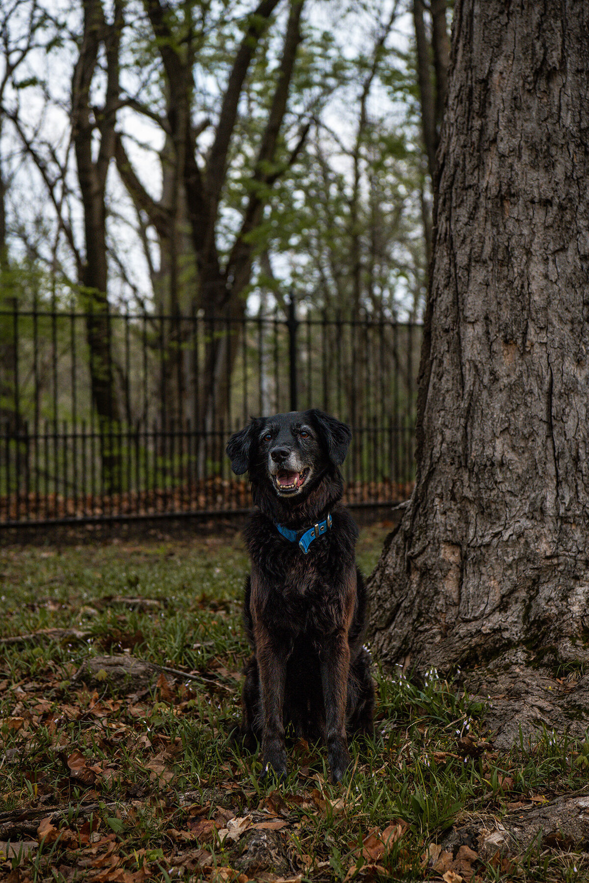 older black dog is sitting next to a tree in a park during a photoshoot. Work by Duluth-based pet photographer Joanna of Paddle Paws Photography.