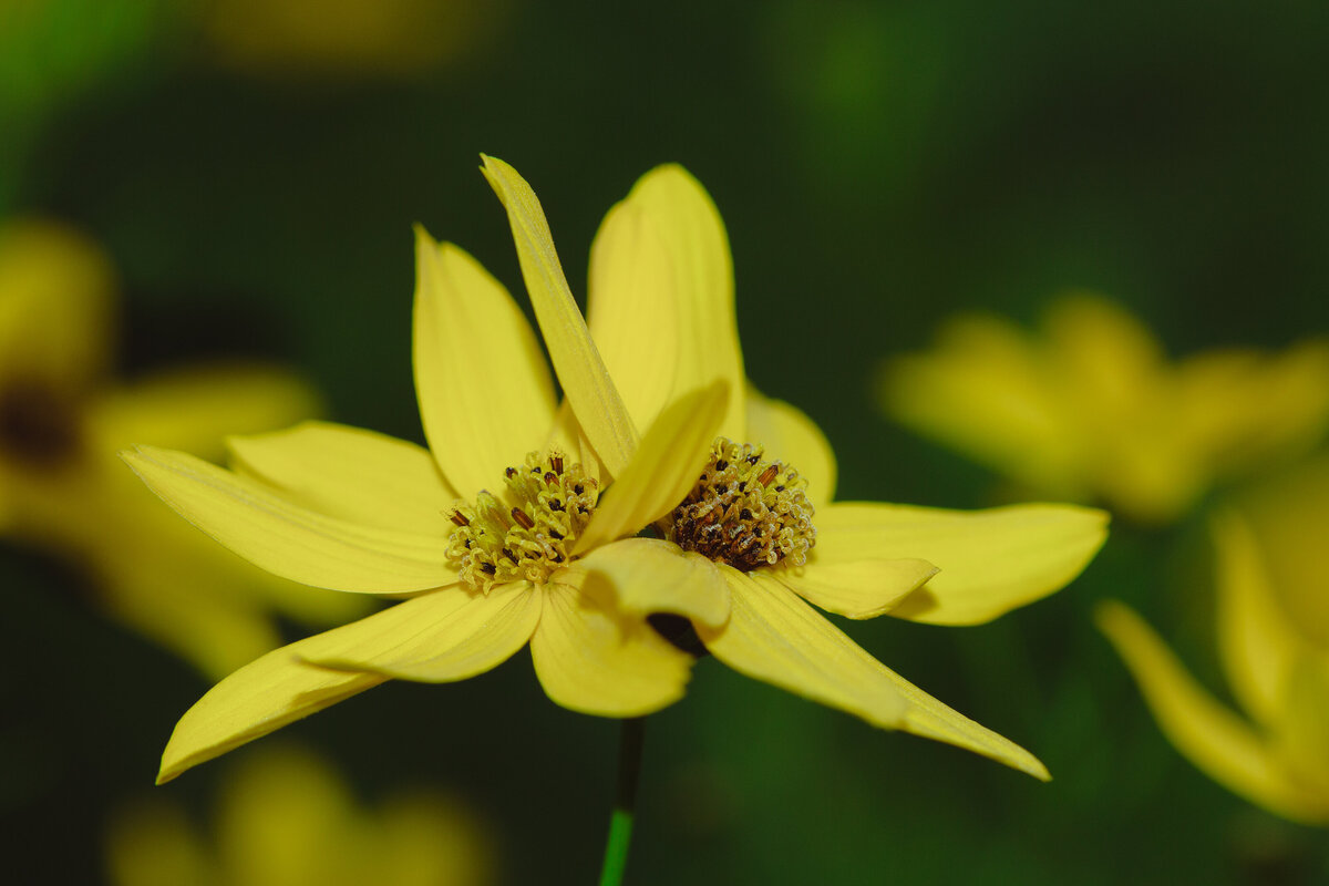 flower_double_bud_0987 C1