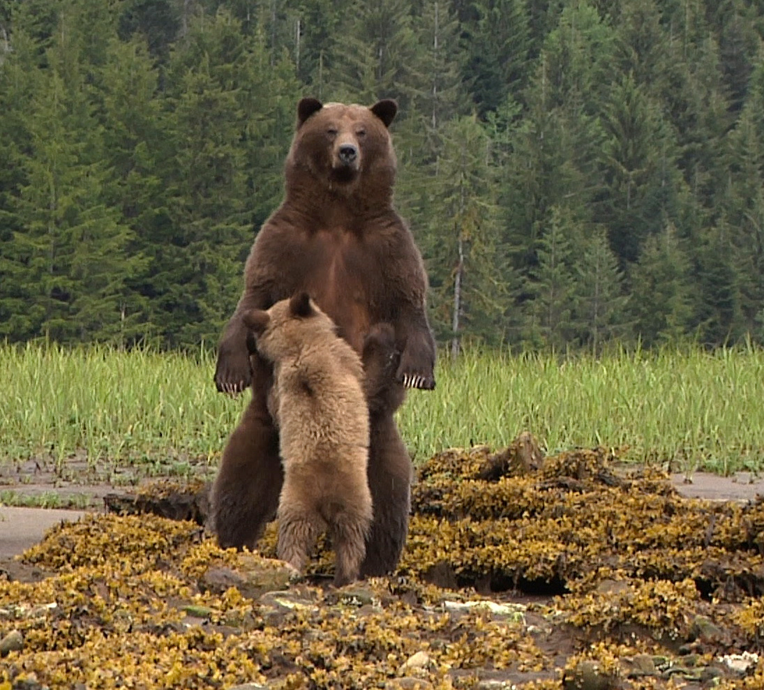 Standing-Grizzly-Bear-and-Cub