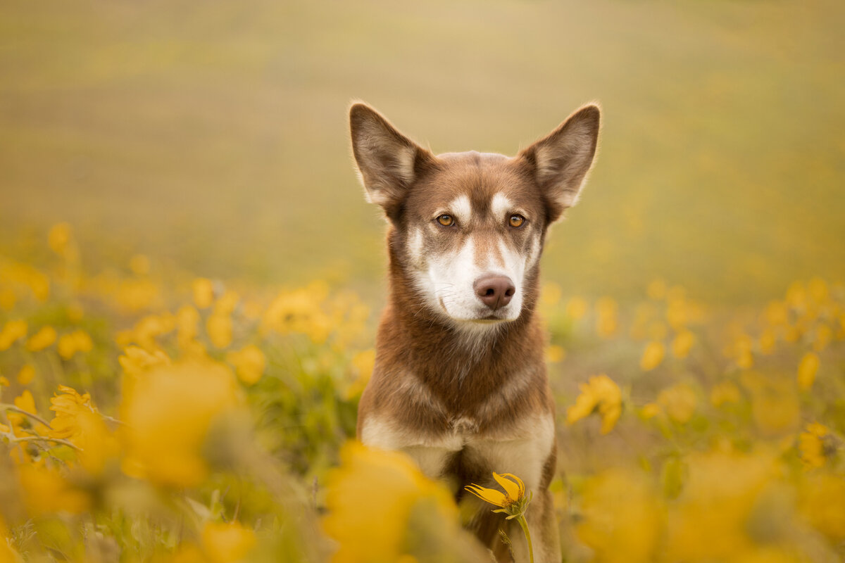 A dog is sitting in the balsomroot wild flower at the Rowena Crest, OR