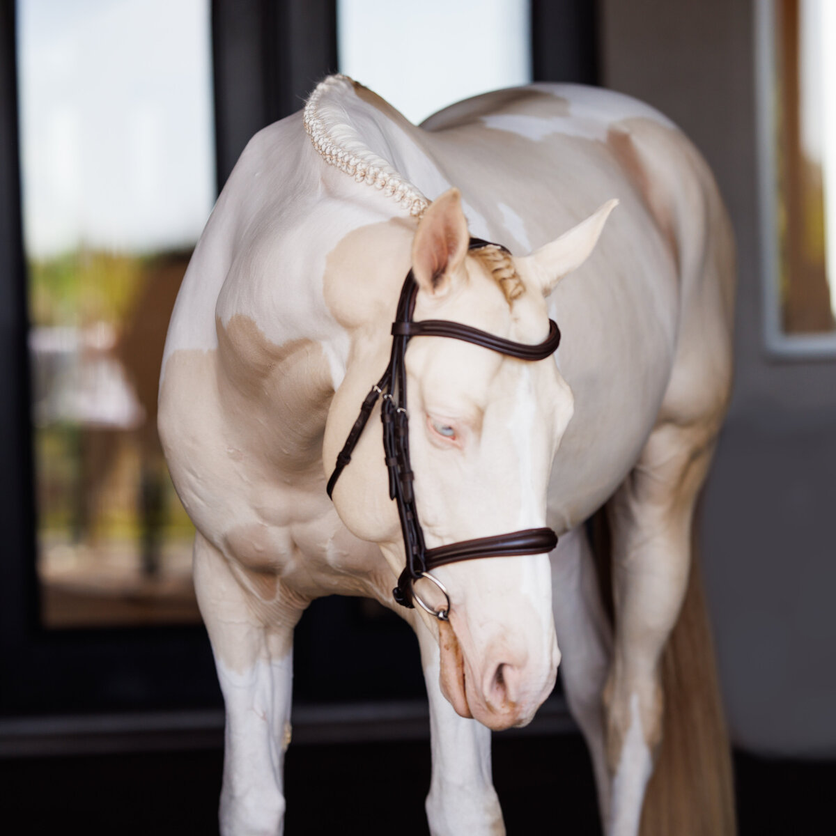 shires55