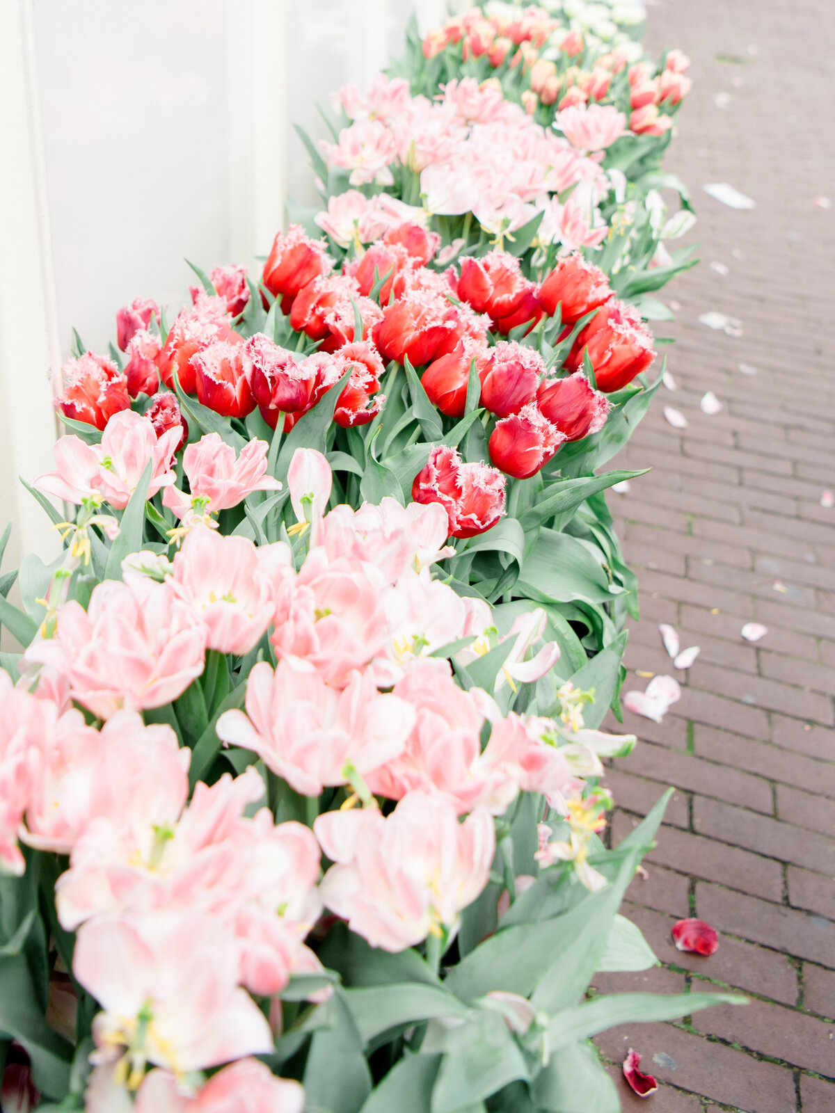 tulipsinamsterdam