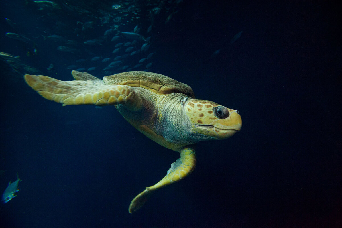Charleston-SC-Aquarium-Great-Ocean-Tank-Caretta-Turtle-Marketing-Branding-Photography