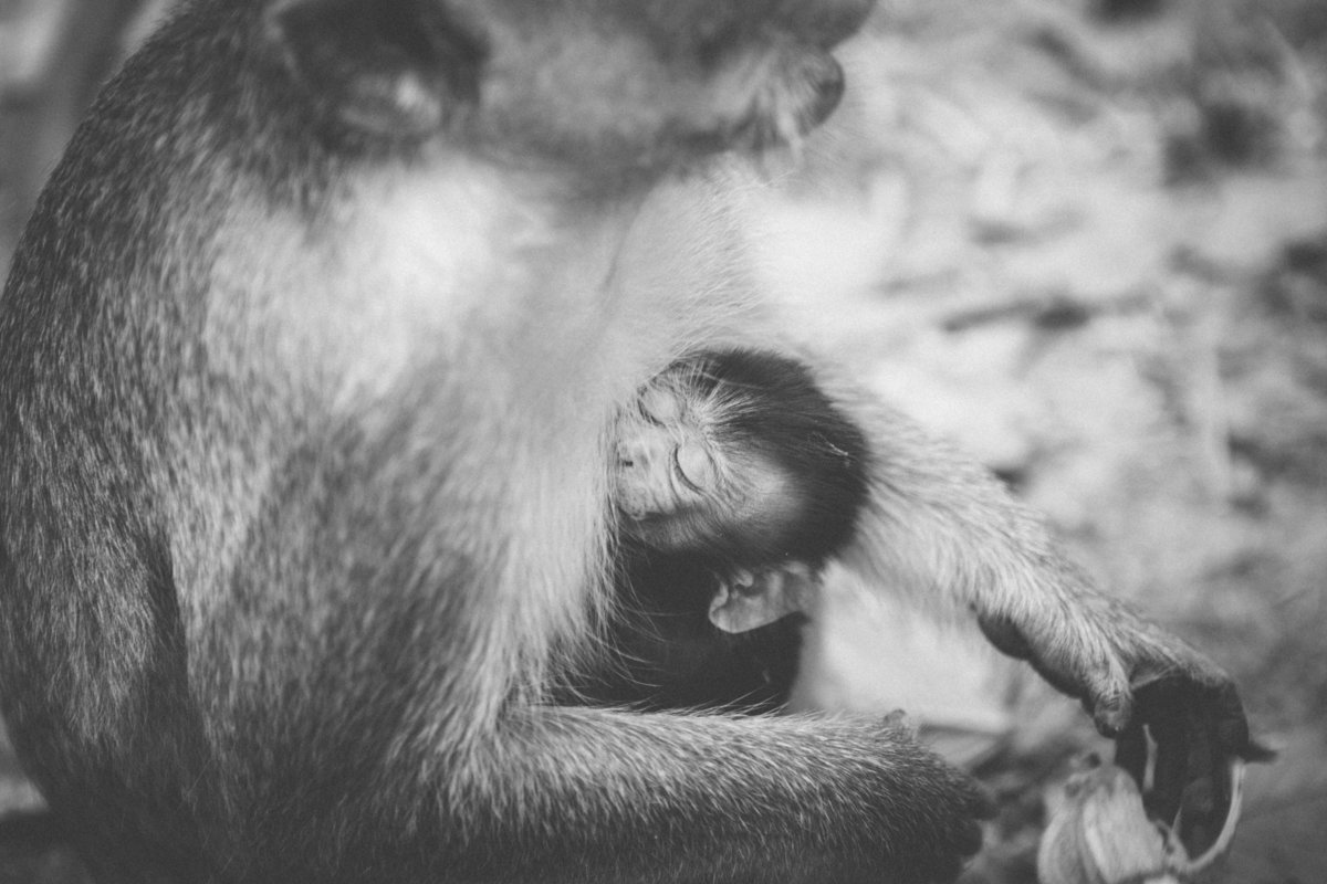 Monkeys-18