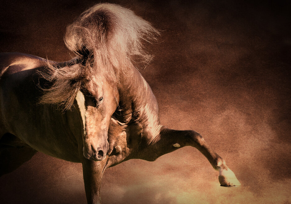 stunning-steeds-photo-samaritano-de-selecta-paso-fino-stallion