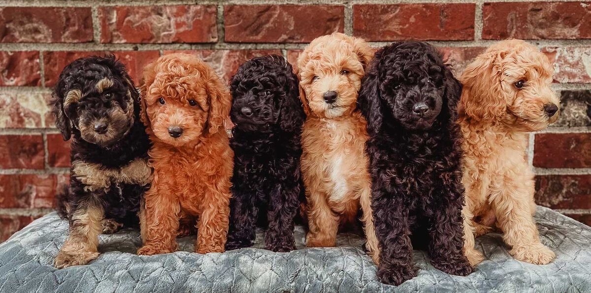 Salish Sea Miniature Poodles--112