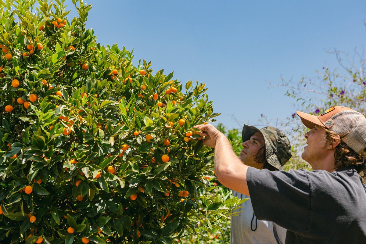 The-Ripe-Org-Farm-Ventura-California-Santa-Paula-Non-Profit-0038