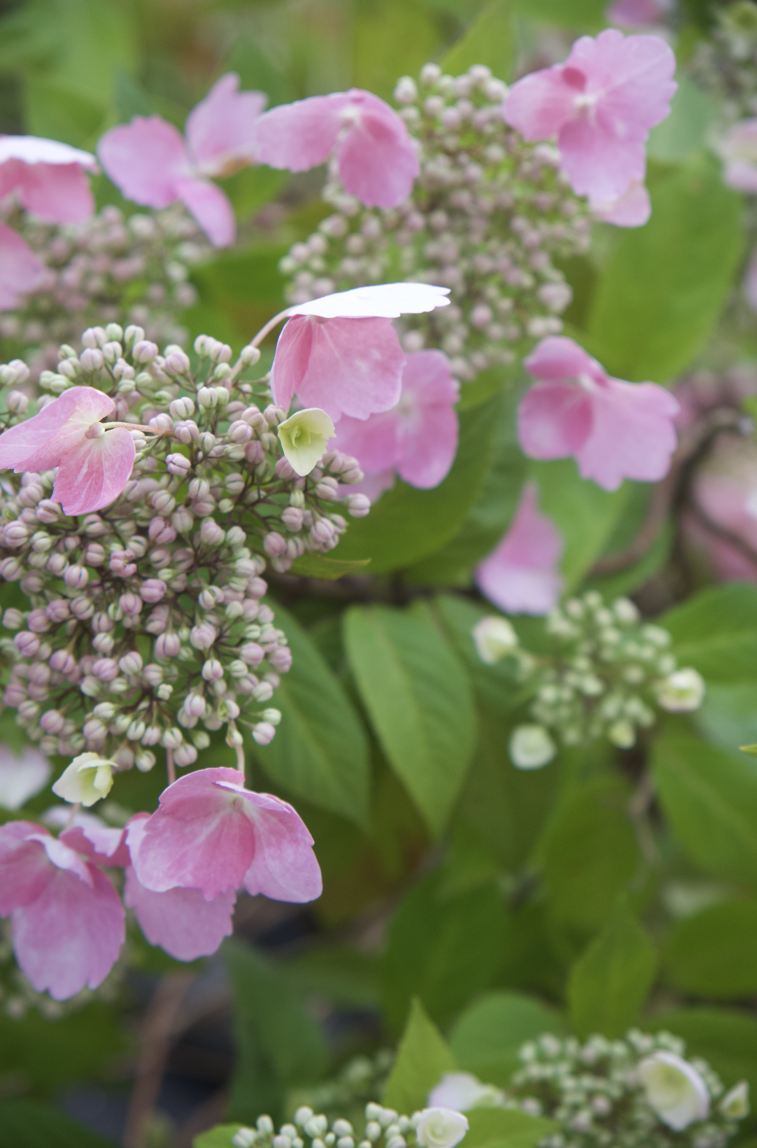 Screenshot 2025-07-21 at 10.54.00 AM