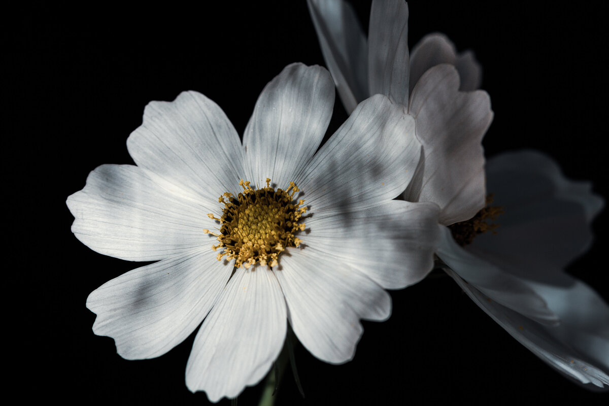 cosmos_0285