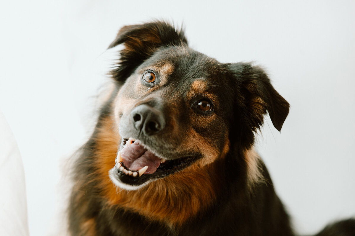 boulder-county-pet-photographer