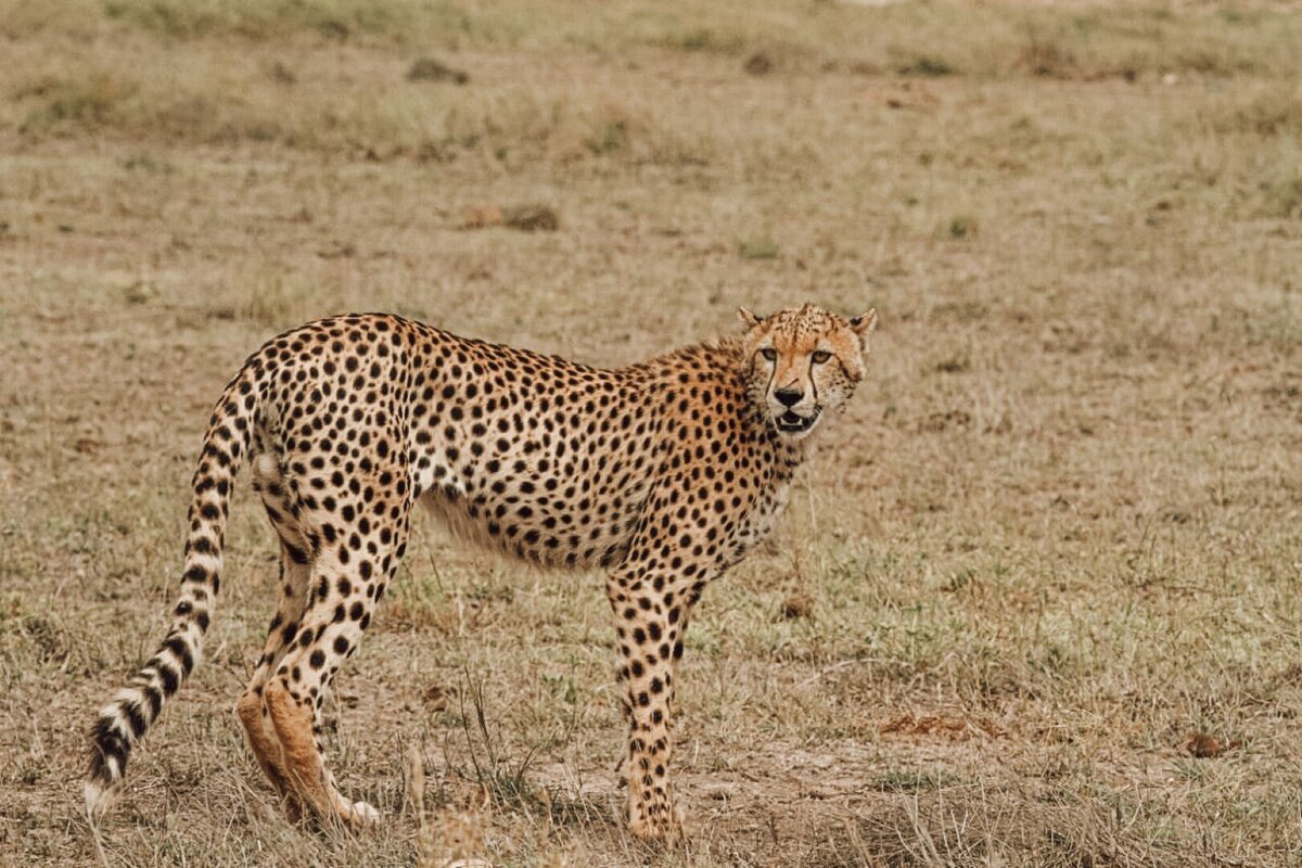 kenya-safari-wellness-retreat (14)