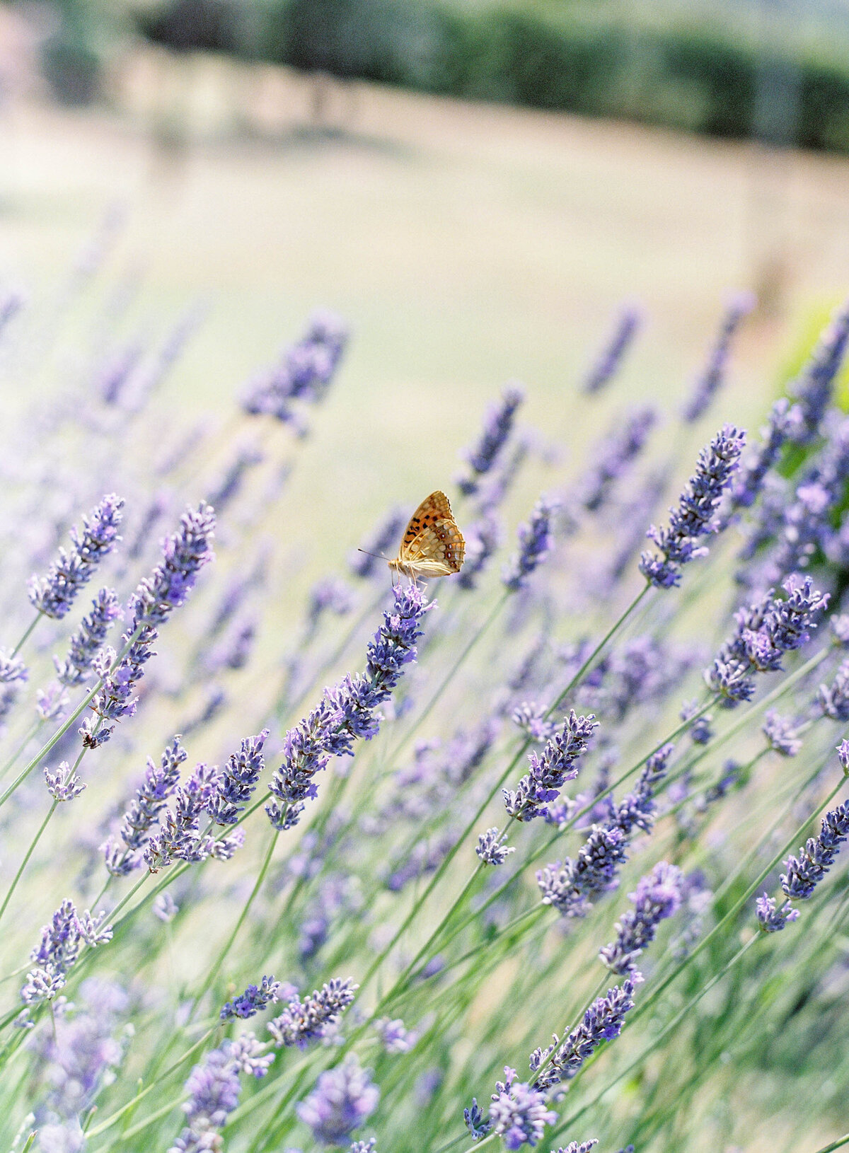 Tuscany-Wedding-Planner-For-Love-Of-Love-13