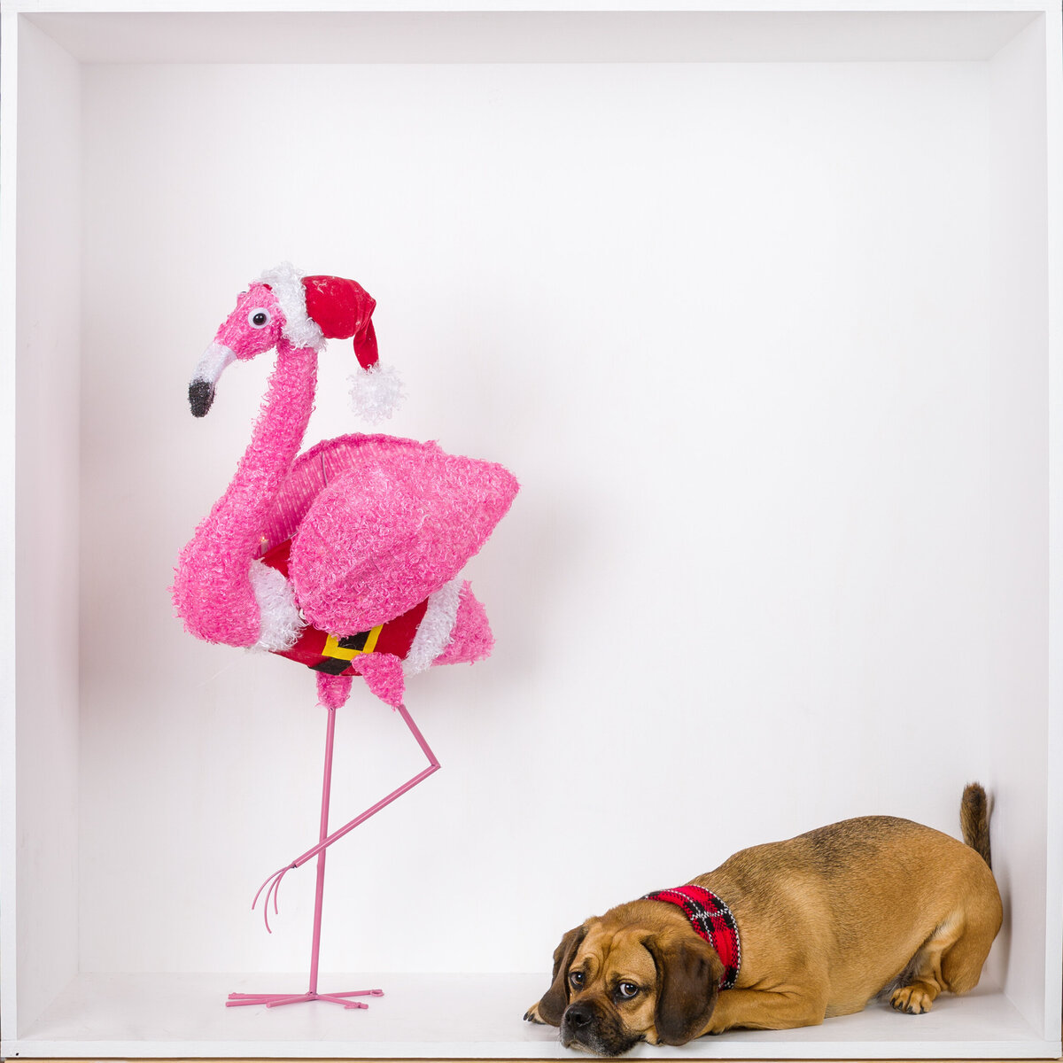 A dog and flamingo wearing a Santa hat in a white box