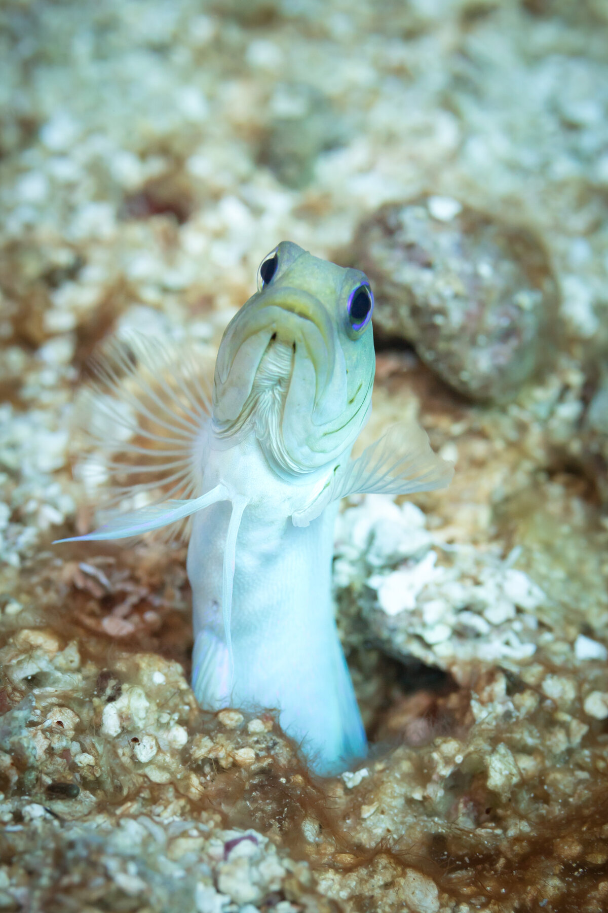 Jawfish-0164