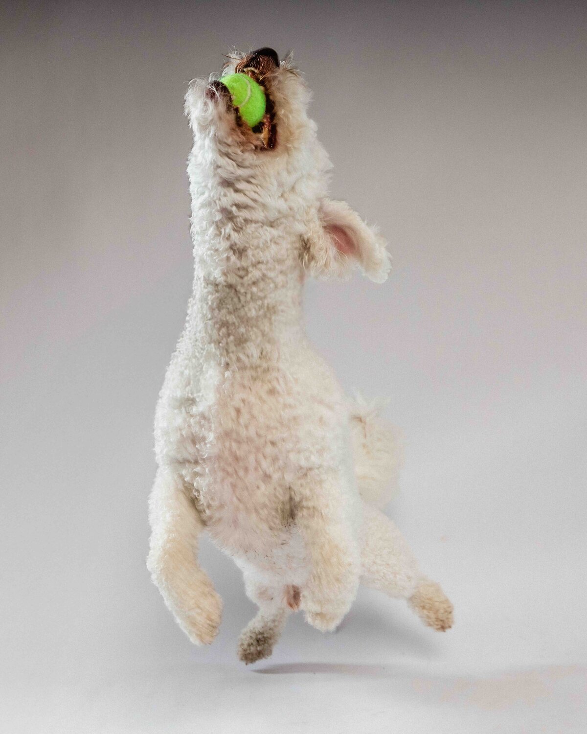 issaquah-dog-photogrpaher-2