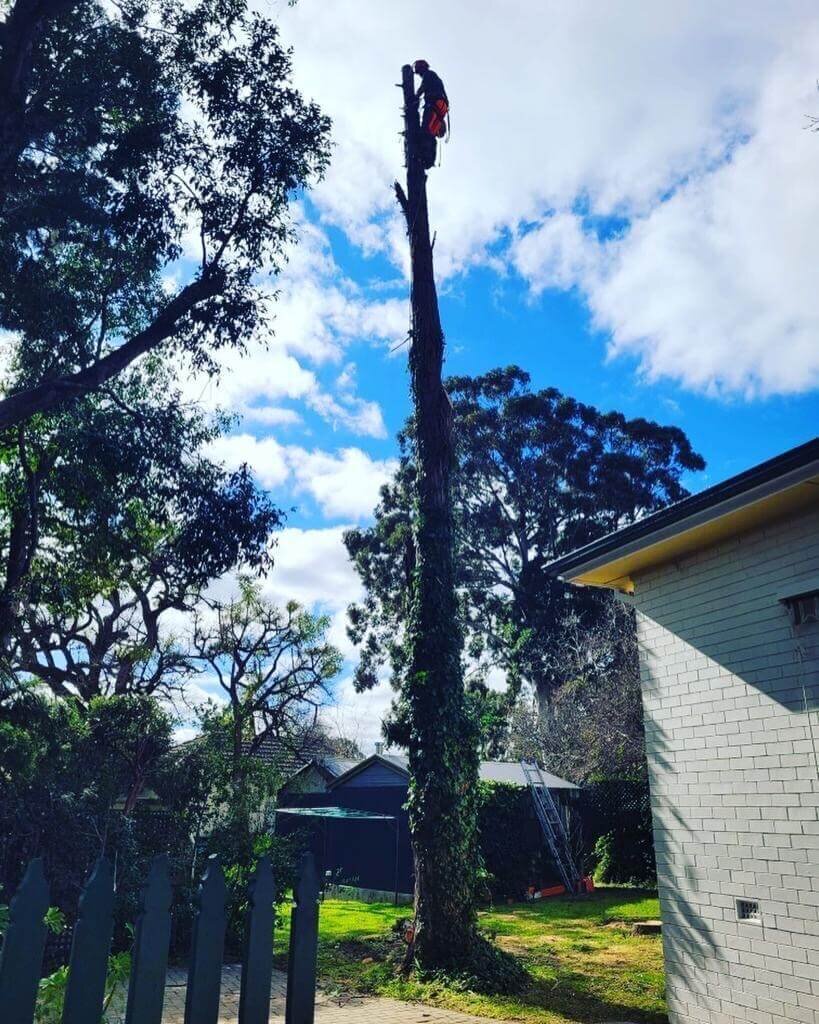 Evergreen Tree Services SA-Tree Removal-002