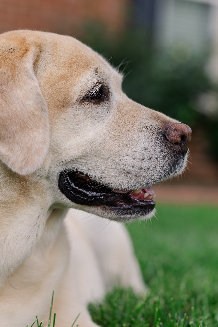 yellow-labrador-head-profile-view-14800