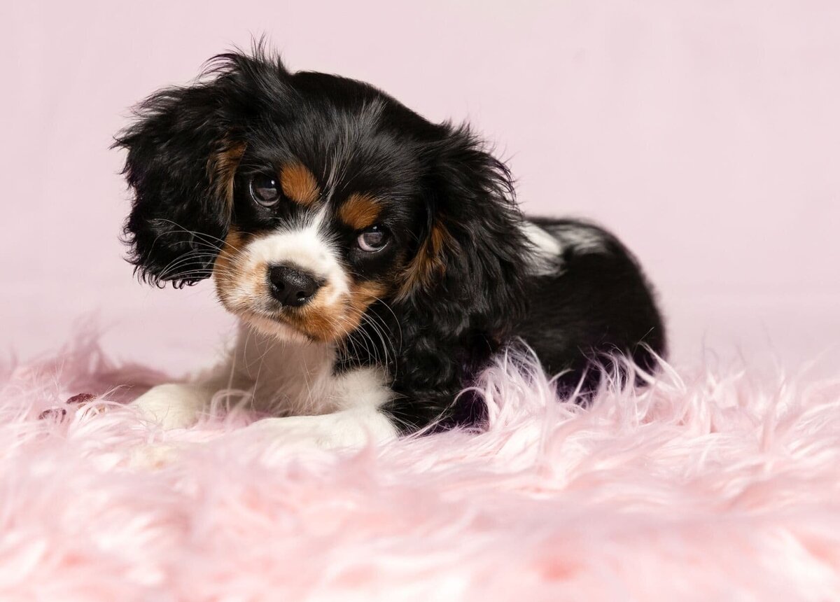 lilla-bordas-portraits-tampa-DOG-photographer1299_2
