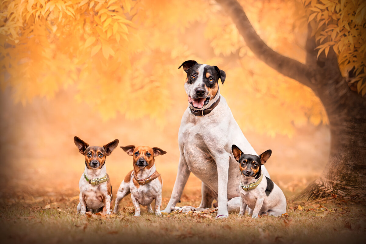 group photo of four dogs in autumn setting