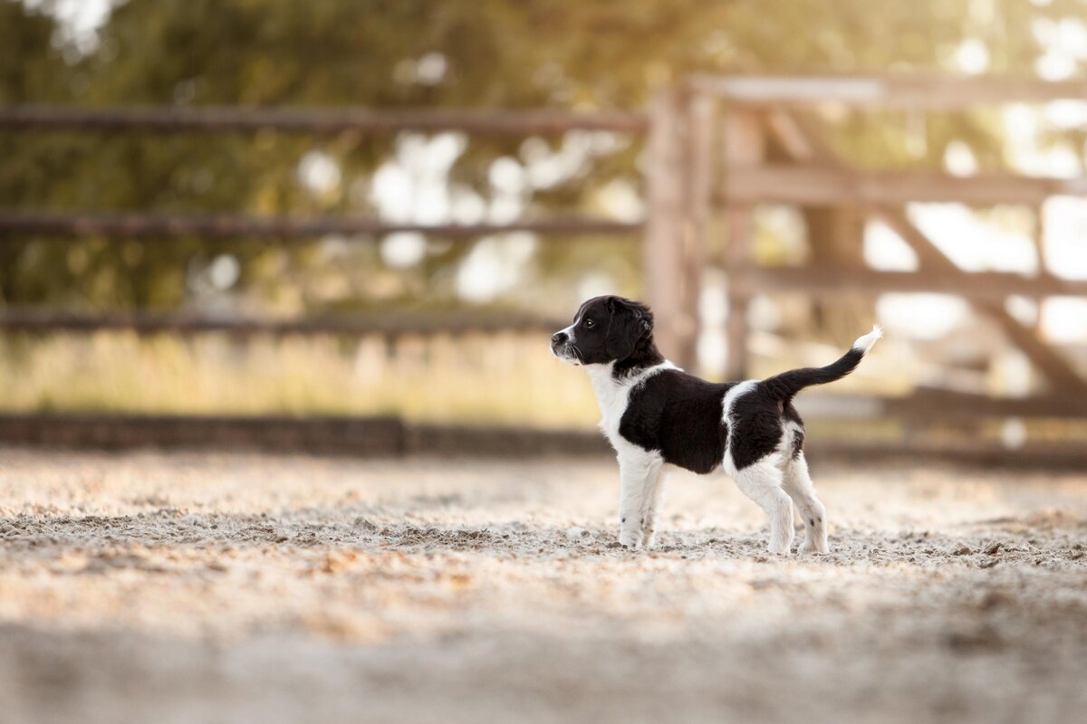 Hondenfotografie-in-de-natuur---ByMarita-Fotografie-14