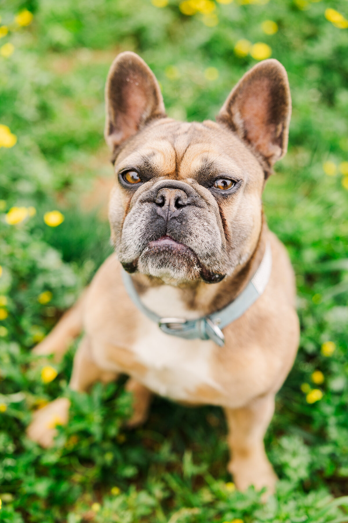 Pet Photographer Richmond Virginia