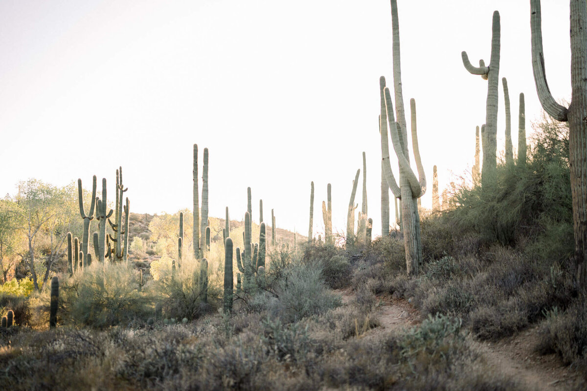 wedding-engagement-photography-prices-scottsdale-az