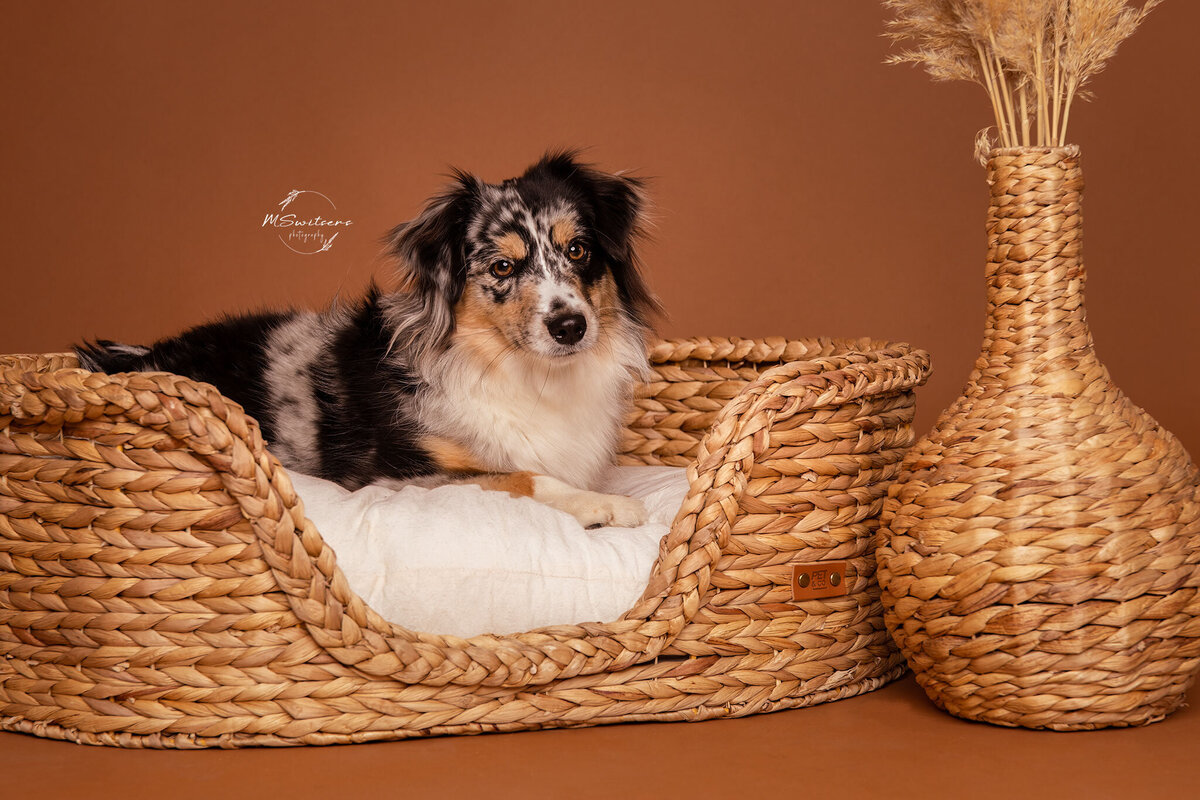 Hondenfotograaf Limburg. Hond liggend in mand tijdens hondenfotoshoot in de studio met achtergrondpapier en flitser. 
