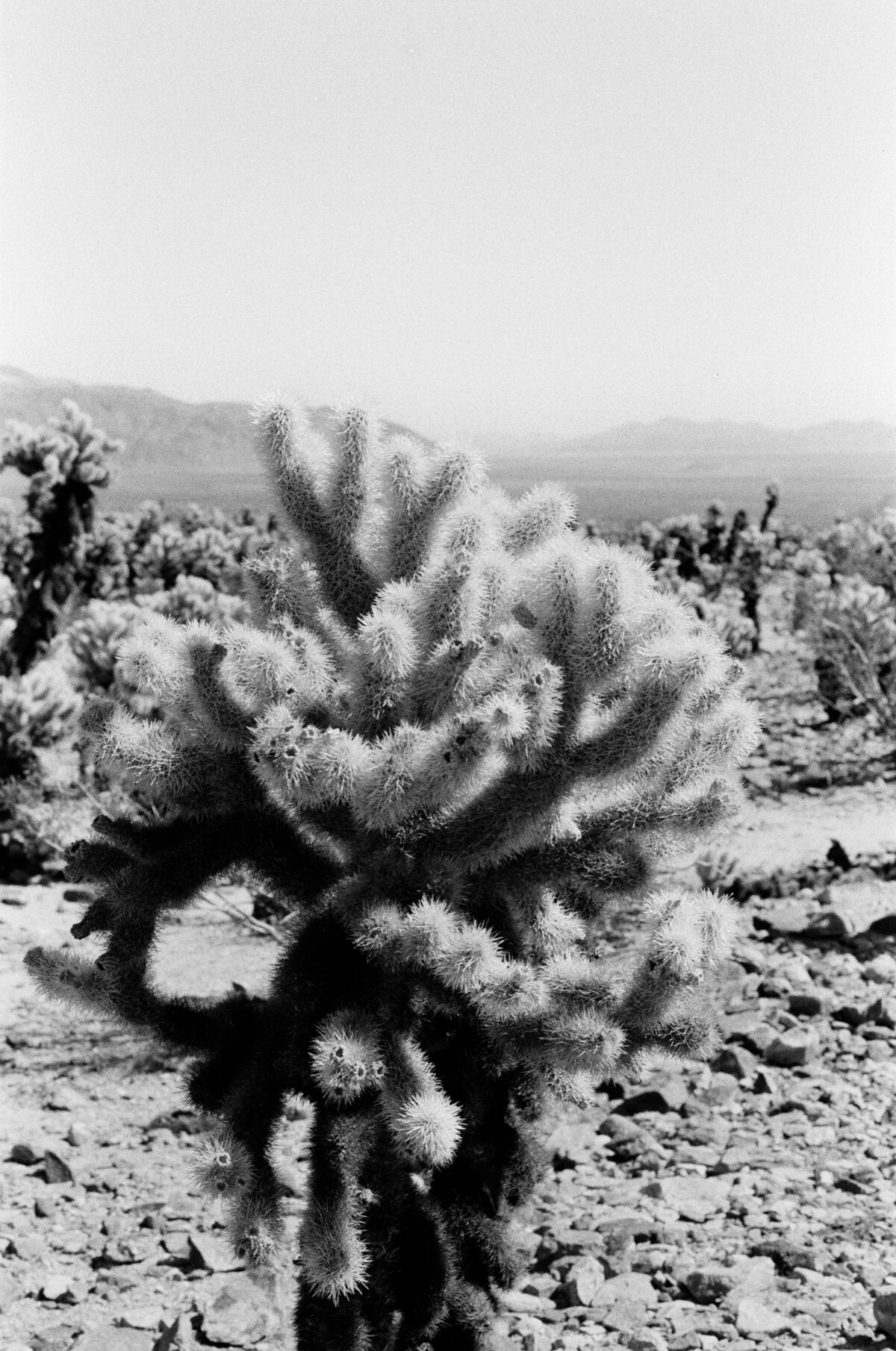 Cholla-Close-Up-Joshua Tree