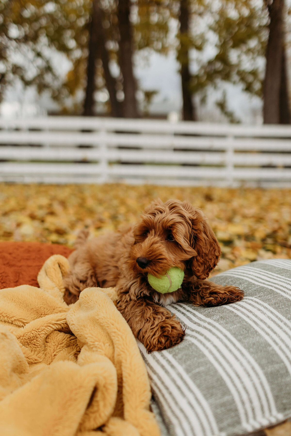 Australian-Labradoodle-Dog-Breeder-British-Columbia_(126)