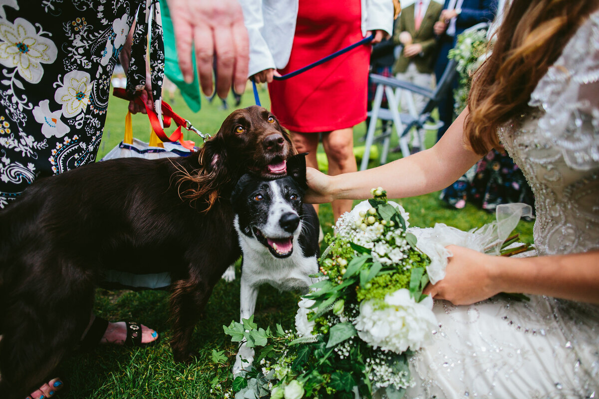 TTWWR-Animals-at-weddings-2048-22