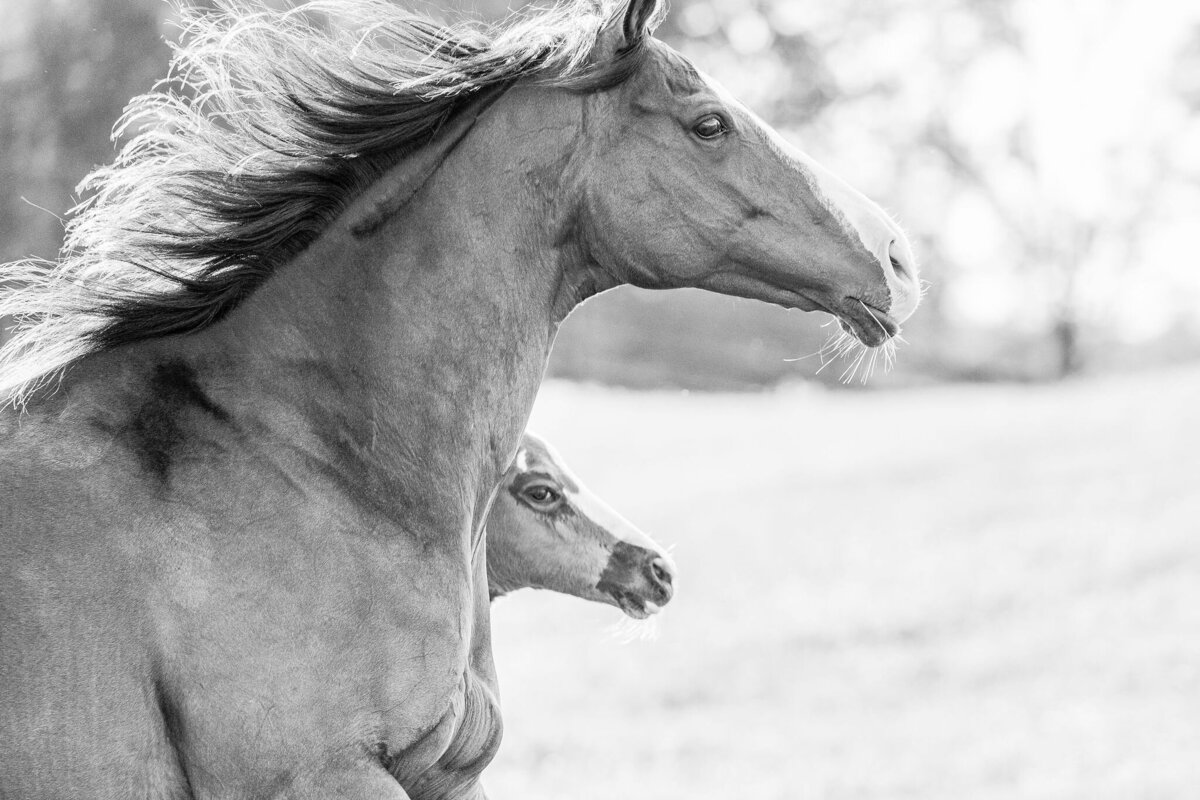 Saratoga-horse-photographer-372