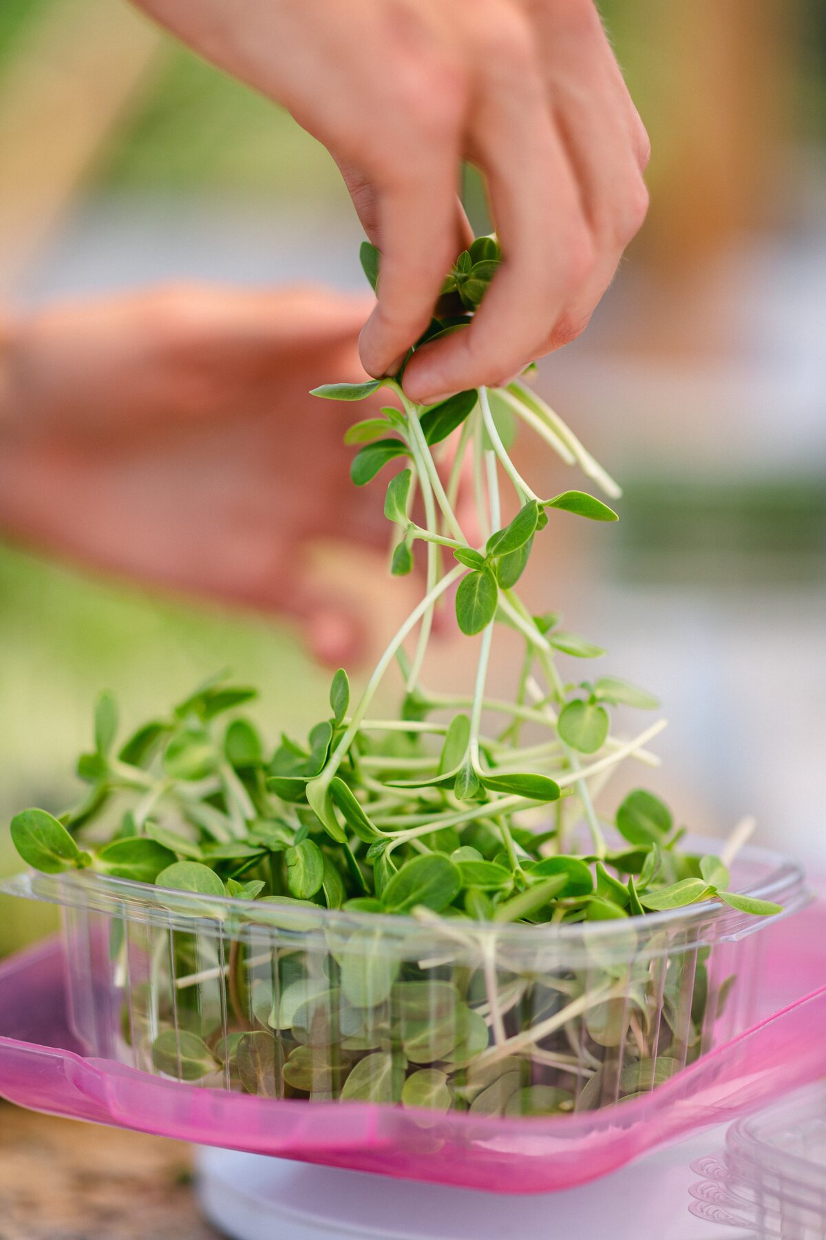 Channel-Islands-Micro-Greens-Local-Farmers-Markets-0056