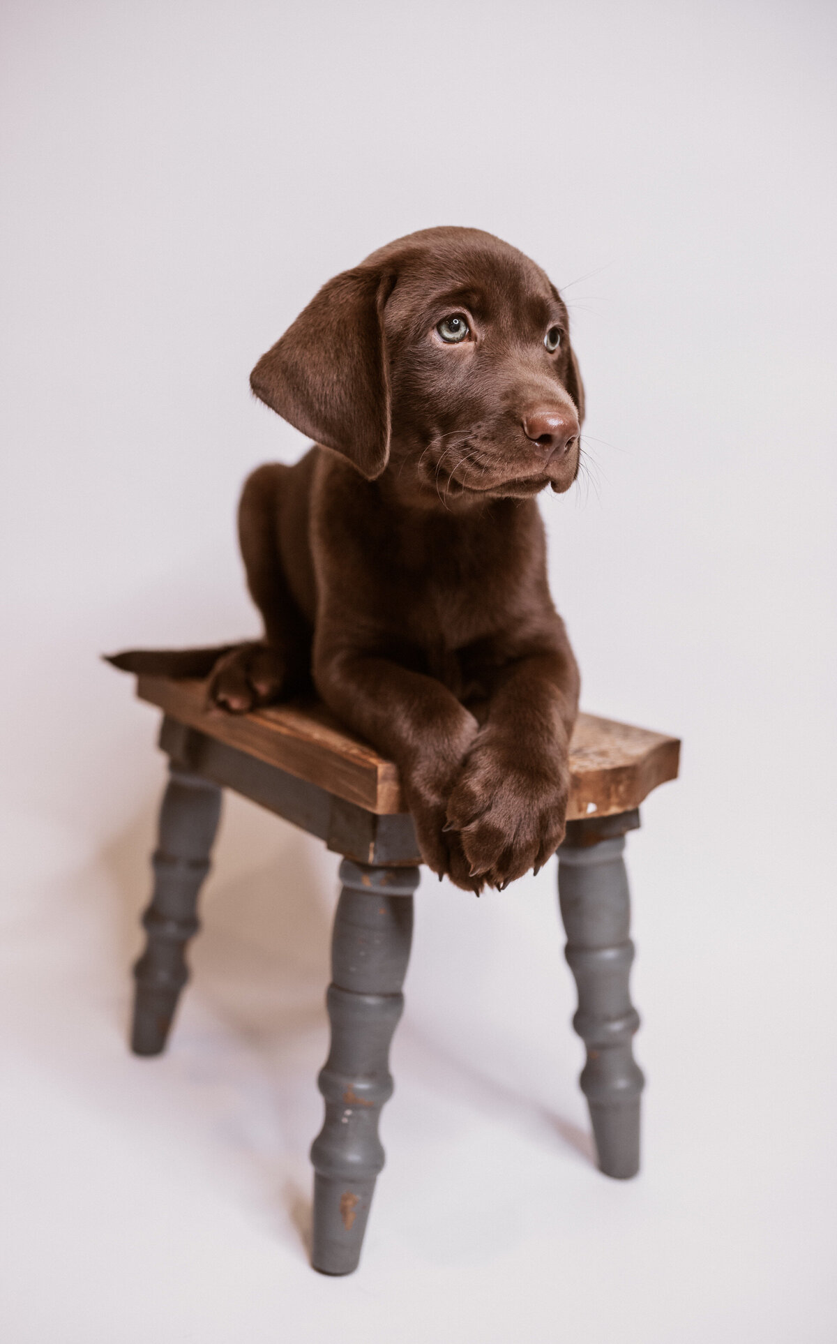 Brown Labrador Puppy on Chair