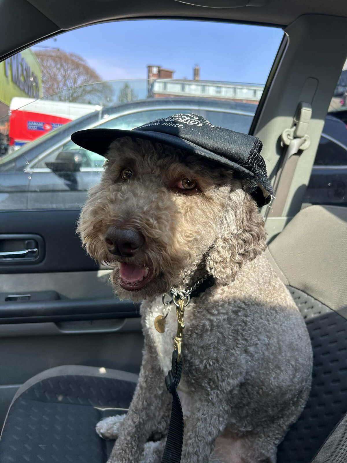 HamiltonToronto-PetSitting-029