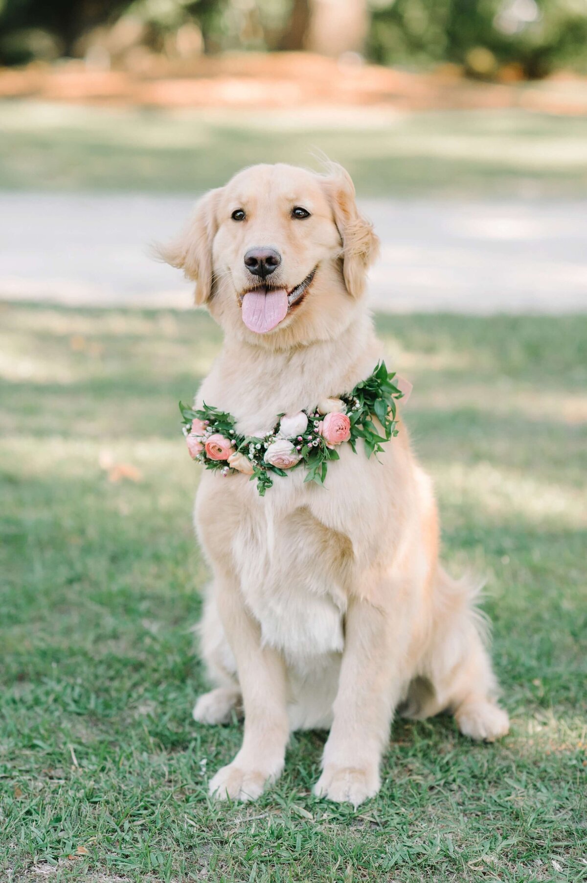 golden retriever with a floral crown