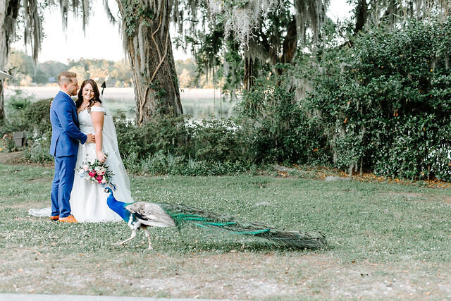 bride and groom with peacock at magnolia plantation