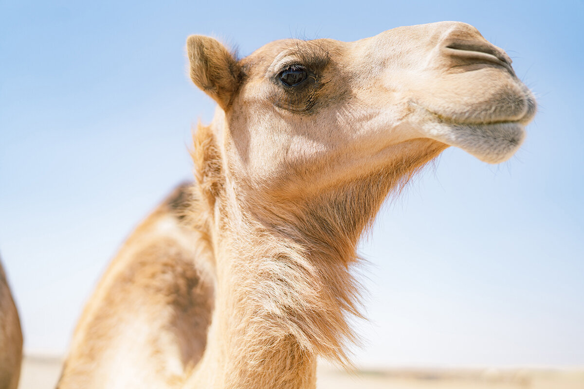 Michelle Norwood Living - Luxury Travel Inspiration - Dubai - benfinch-00536