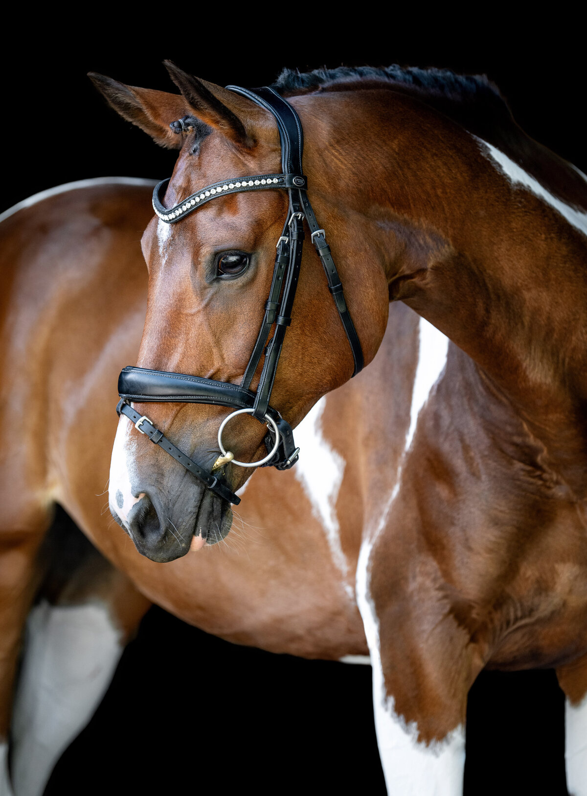Pinto sporthorse fine art photo taken by equine photographer in Tennessee.