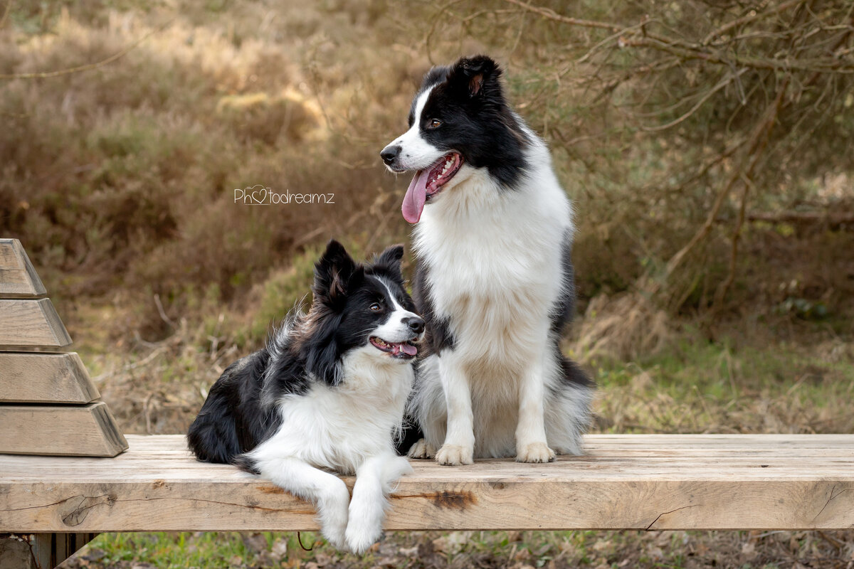 08-bordercollie-fotoshoot-limburg