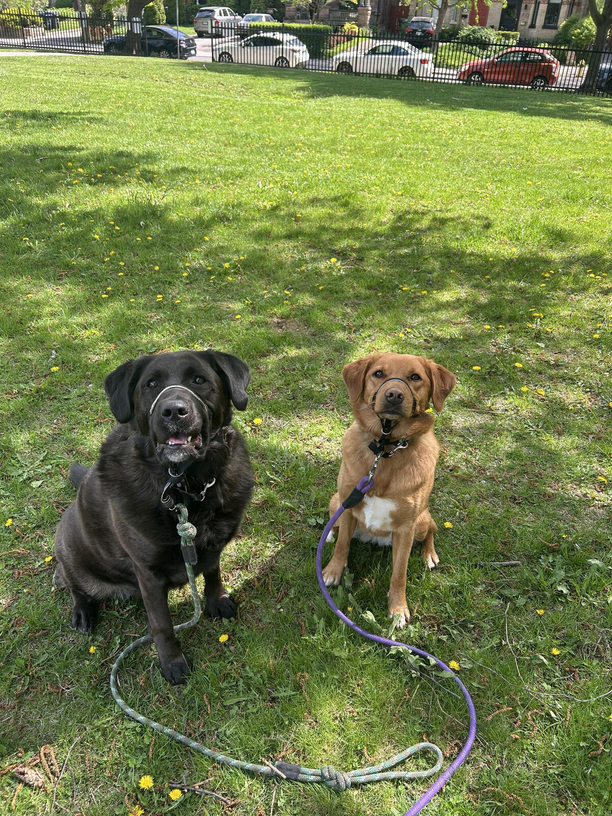 HamiltonToronto-PetSitting-017