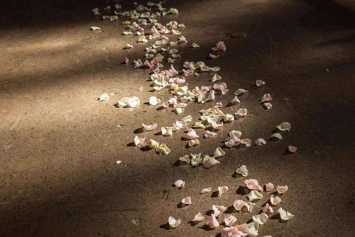 rose petals in downtown chicago