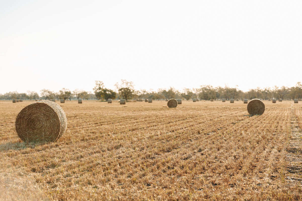 field with bales of hay